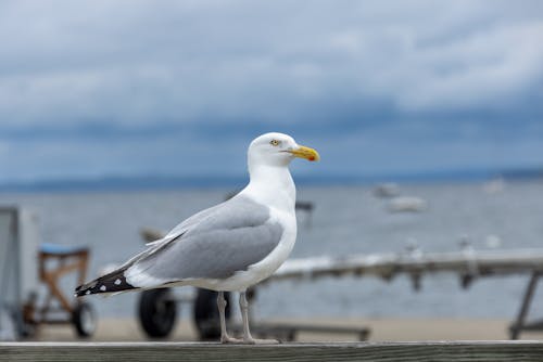 Close-Up Shot of a European Herring Gull
