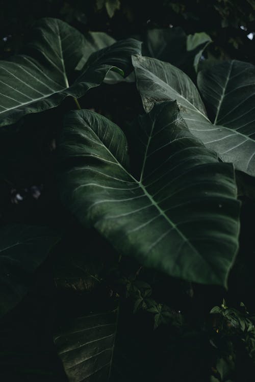 Δωρεάν στοκ φωτογραφιών με γκρο πλαν, κολοκασία, σκούρα πράσινα φύλλα
