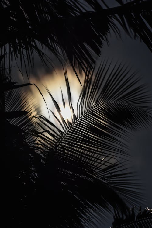 ağaç yaprakları, düşük açılı atış, Palmiye ağaçları içeren Ücretsiz stok fotoğraf