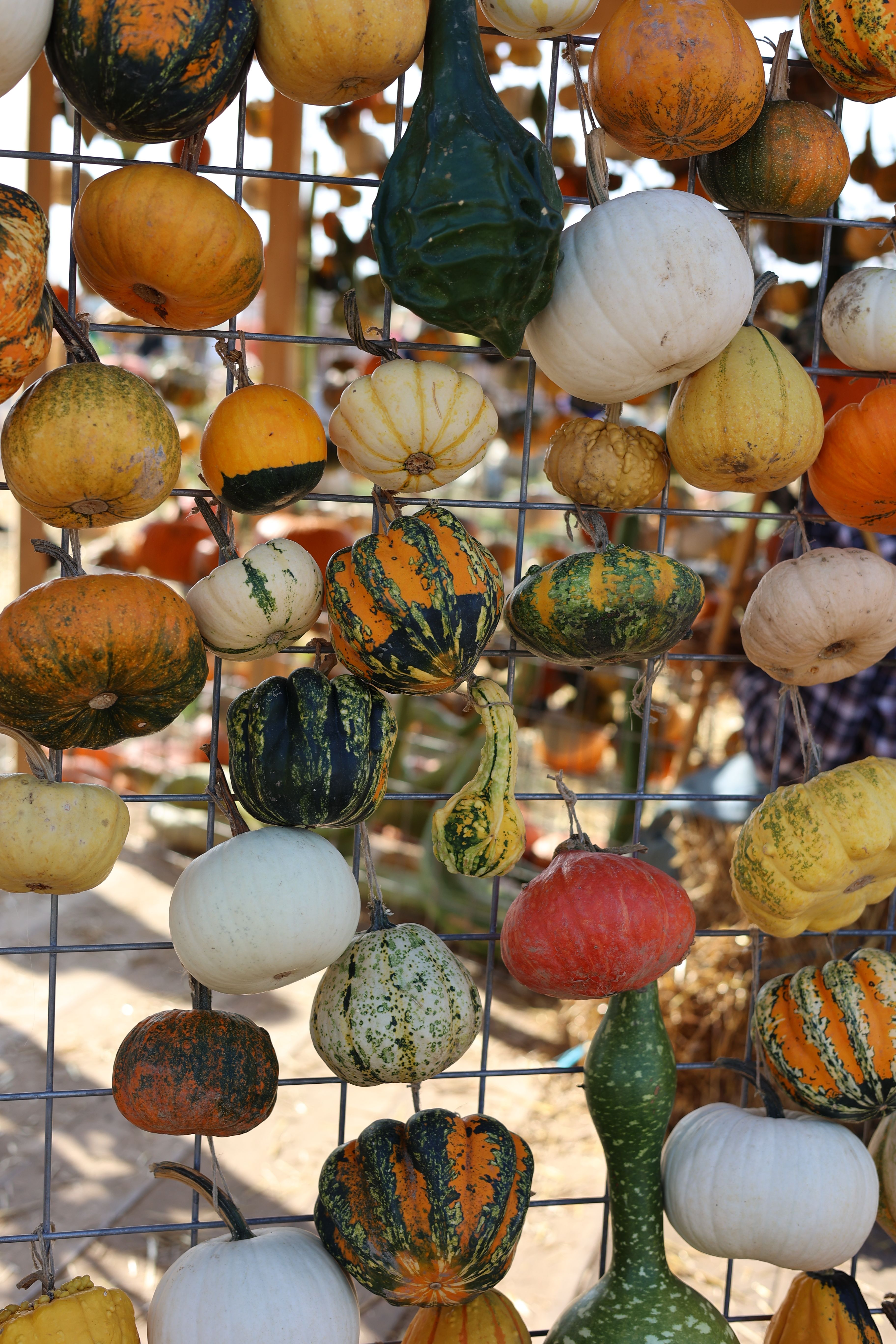 Squash Color Photo of Orange and White Squash · Free Stock Photo