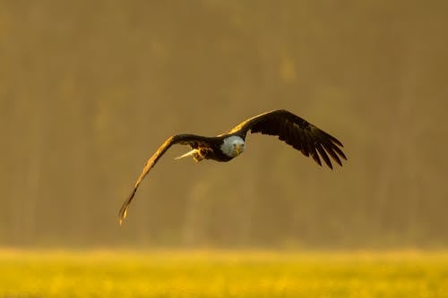 A Bald Eagle Flying 