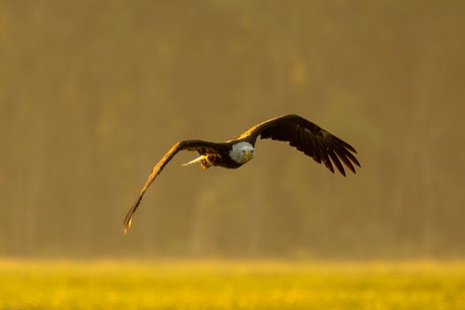 eagle photo