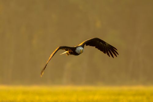 Free Bald eagle in flight over Alma, WI during golden hour, capturing the essence of wildlife. Stock Photo