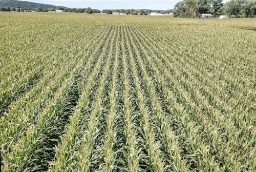 Foto profissional grátis de agricultura, área, chácara