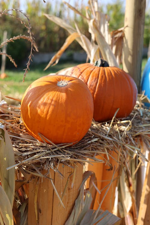 Orange Pumpkins on Top Dried Grass