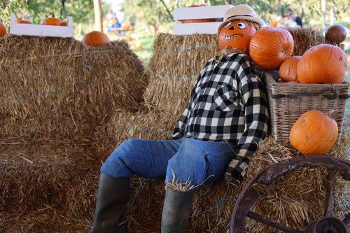 Free A pumpkin-headed scarecrow surrounded by hay bales and pumpkins in a rural setting, symbolizing autumn. Stock Photo