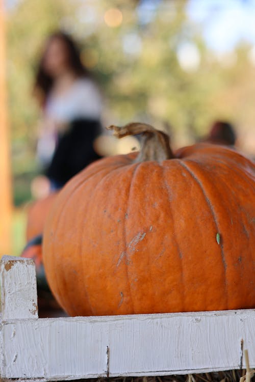 Close Up Photo of an Orange Pumpkin