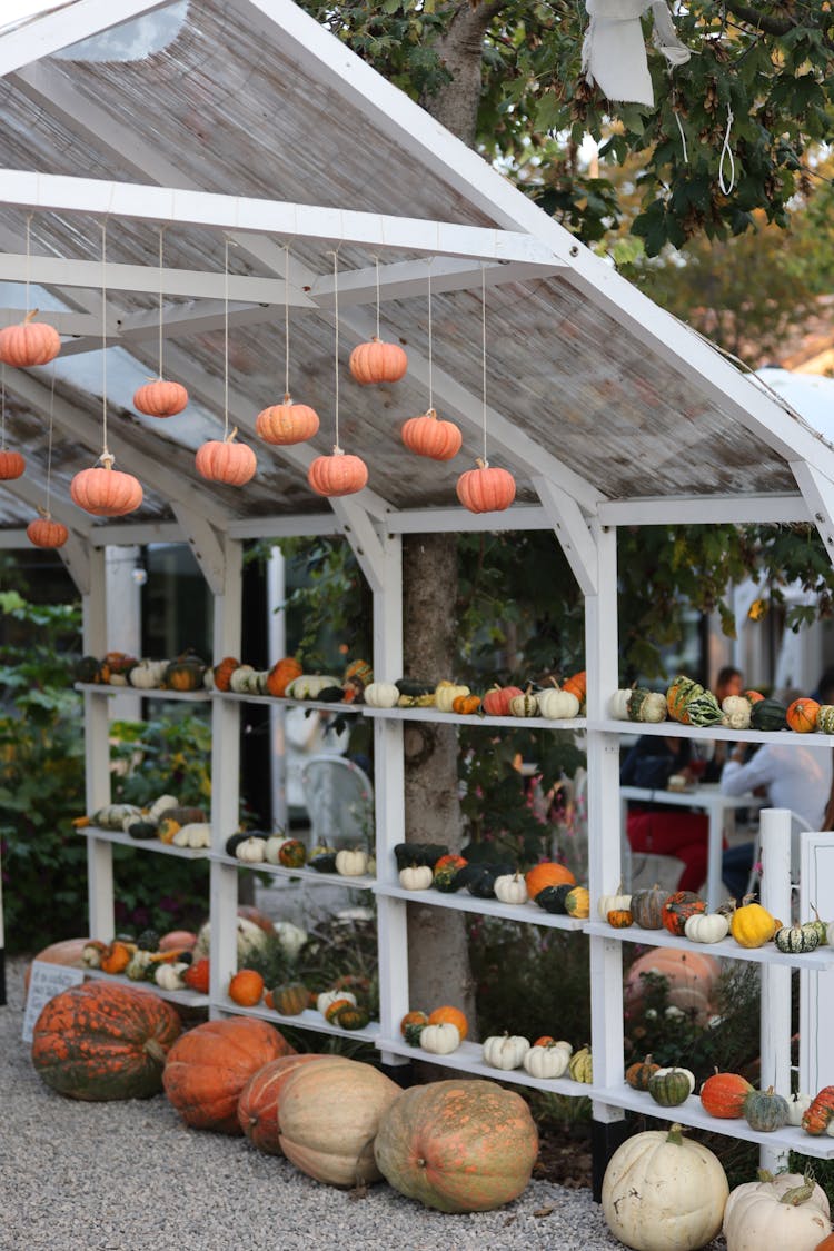 Small Pumpkins Lined Up On Shelves 