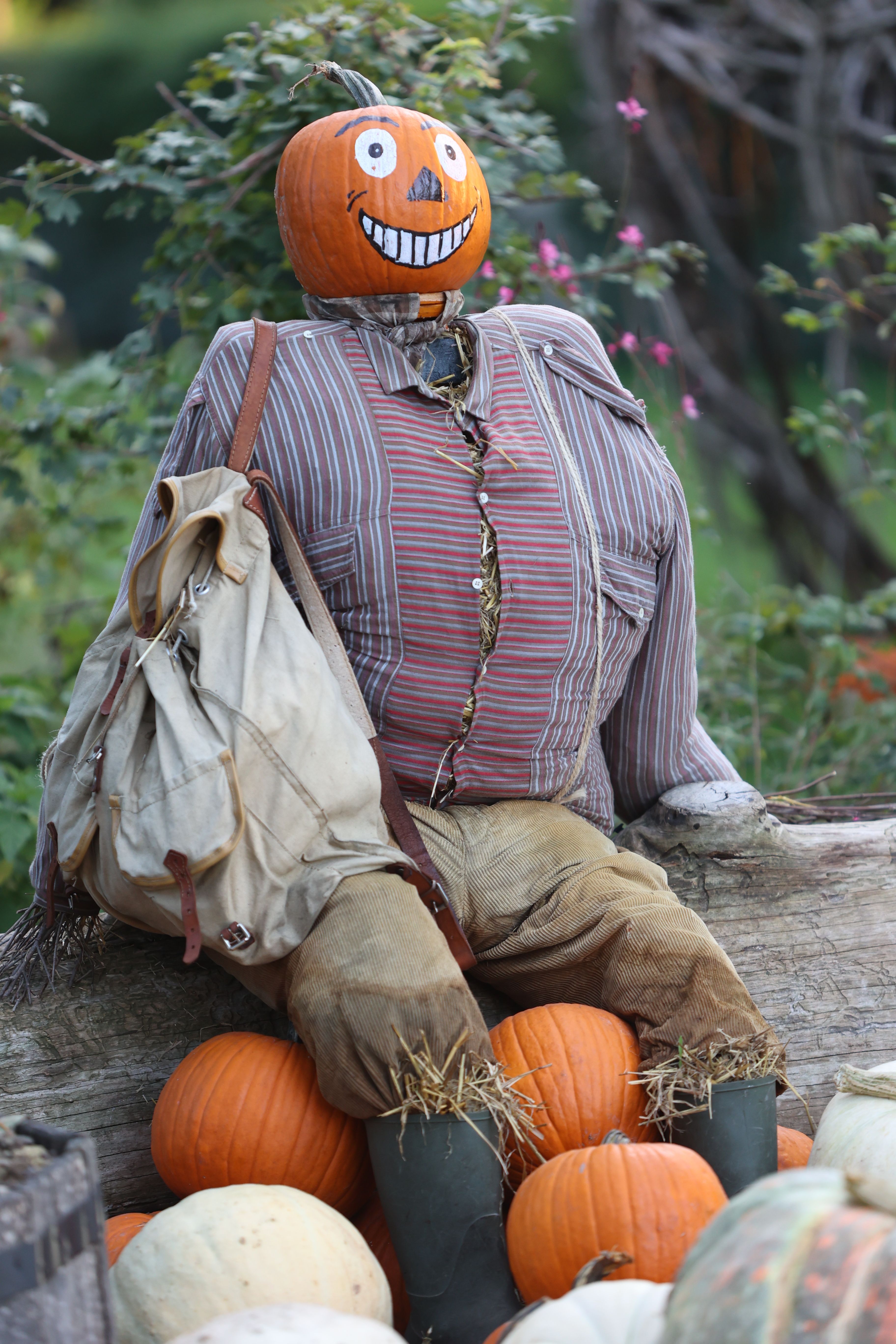A whimsical scarecrow with a pumpkin head amid a fall harvest setting.