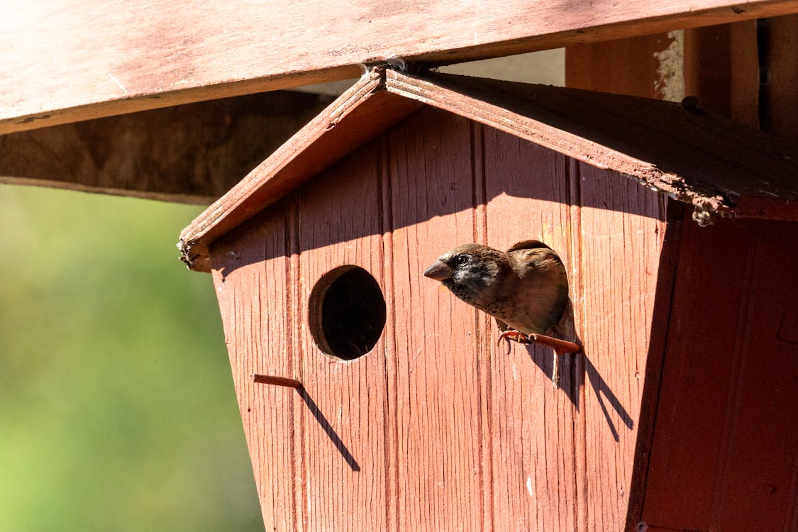  Birdhouse, Mother's Day Gift-Giving Guide 
