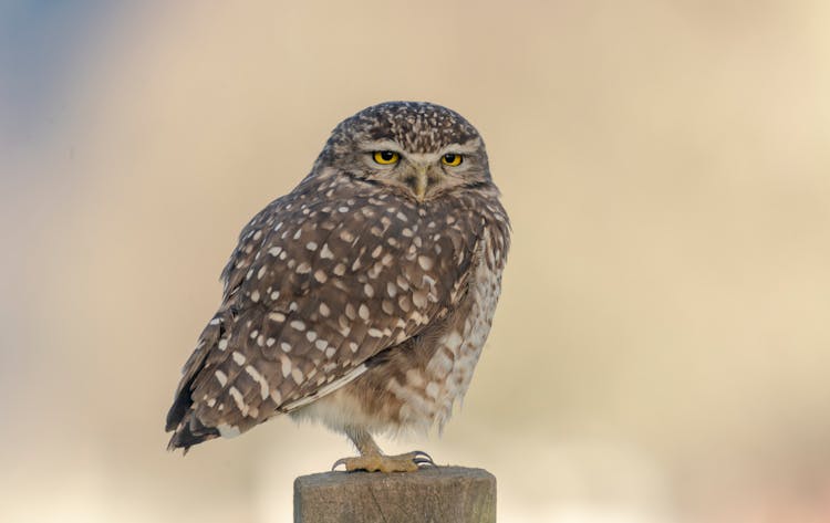 Close-Up Shot Of A Burrowing Owl
