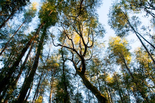 Gratis stockfoto met Bos, bossen, gezichtspunt