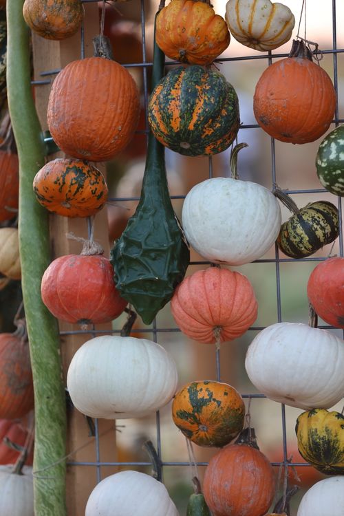 Free A vertical shot showcasing an assortment of hanging colorful gourds and pumpkins, perfect for fall decorations. Stock Photo