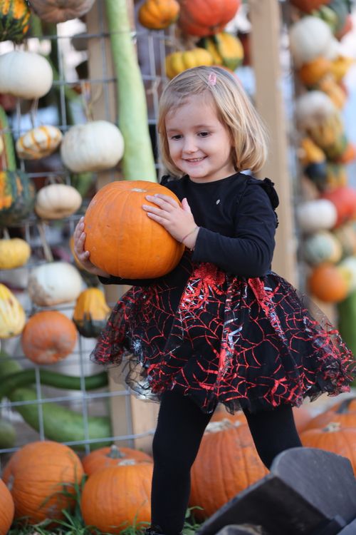 Free Adorable child joyfully holding a pumpkin amidst vibrant fall gourds. Stock Photo