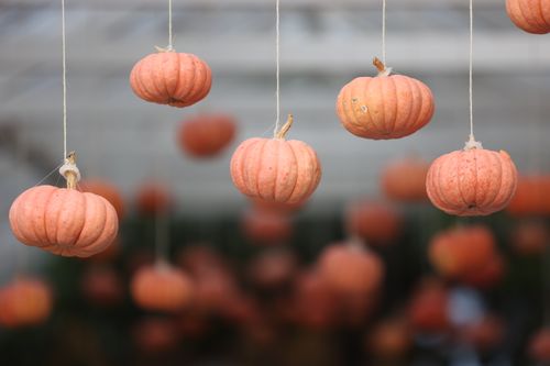 Free Close-up of hanging pumpkins creating a festive Halloween decoration theme. Stock Photo