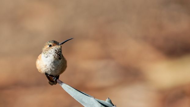 An Allen's hummingbird rests gracefully on a leaf in sunny Camarillo, California.