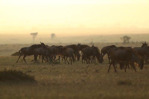 Herd of Wildebeest in the Savanna