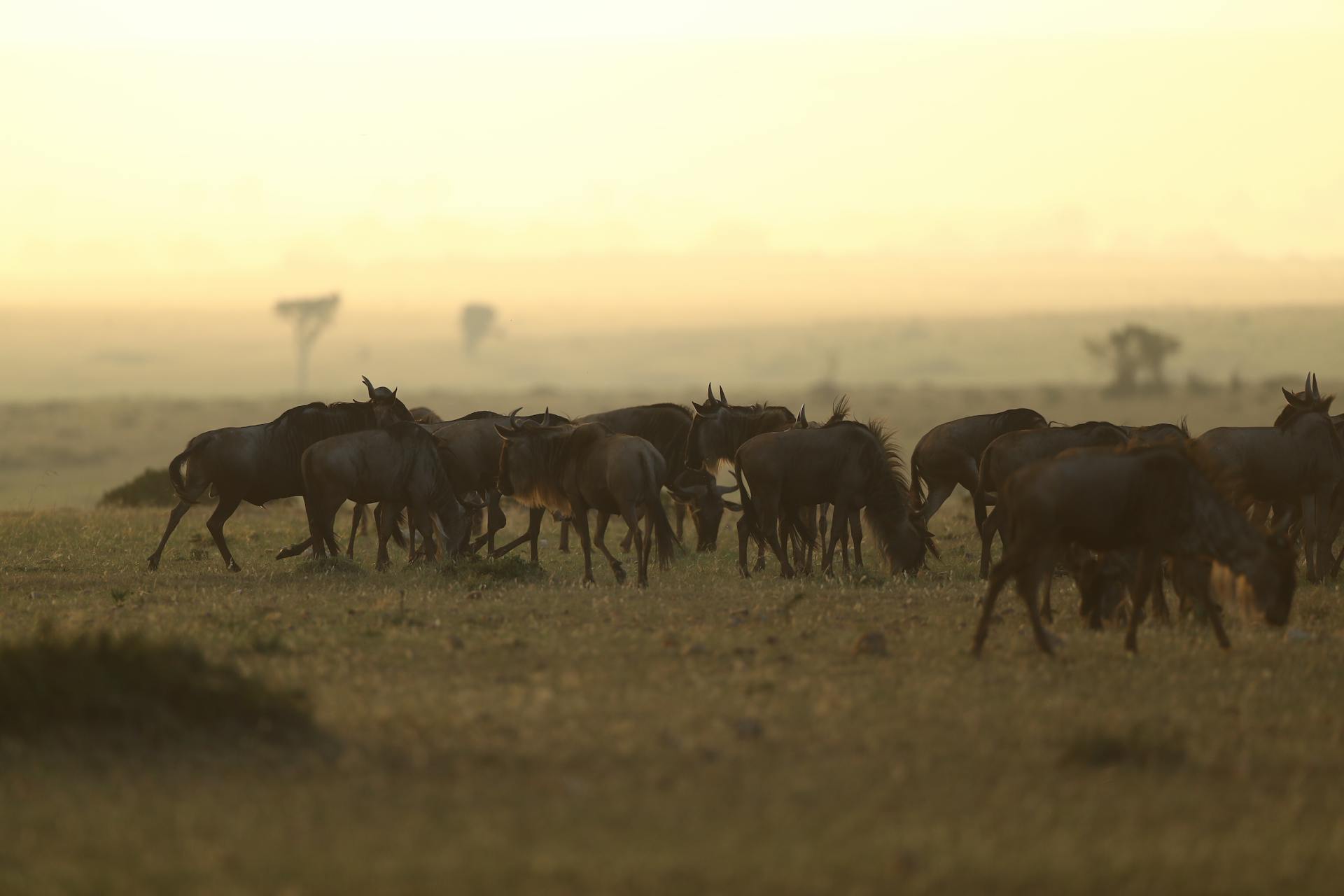 A herd of wildebeest grazing in the Masai grasslands of Kenya during sunrise.