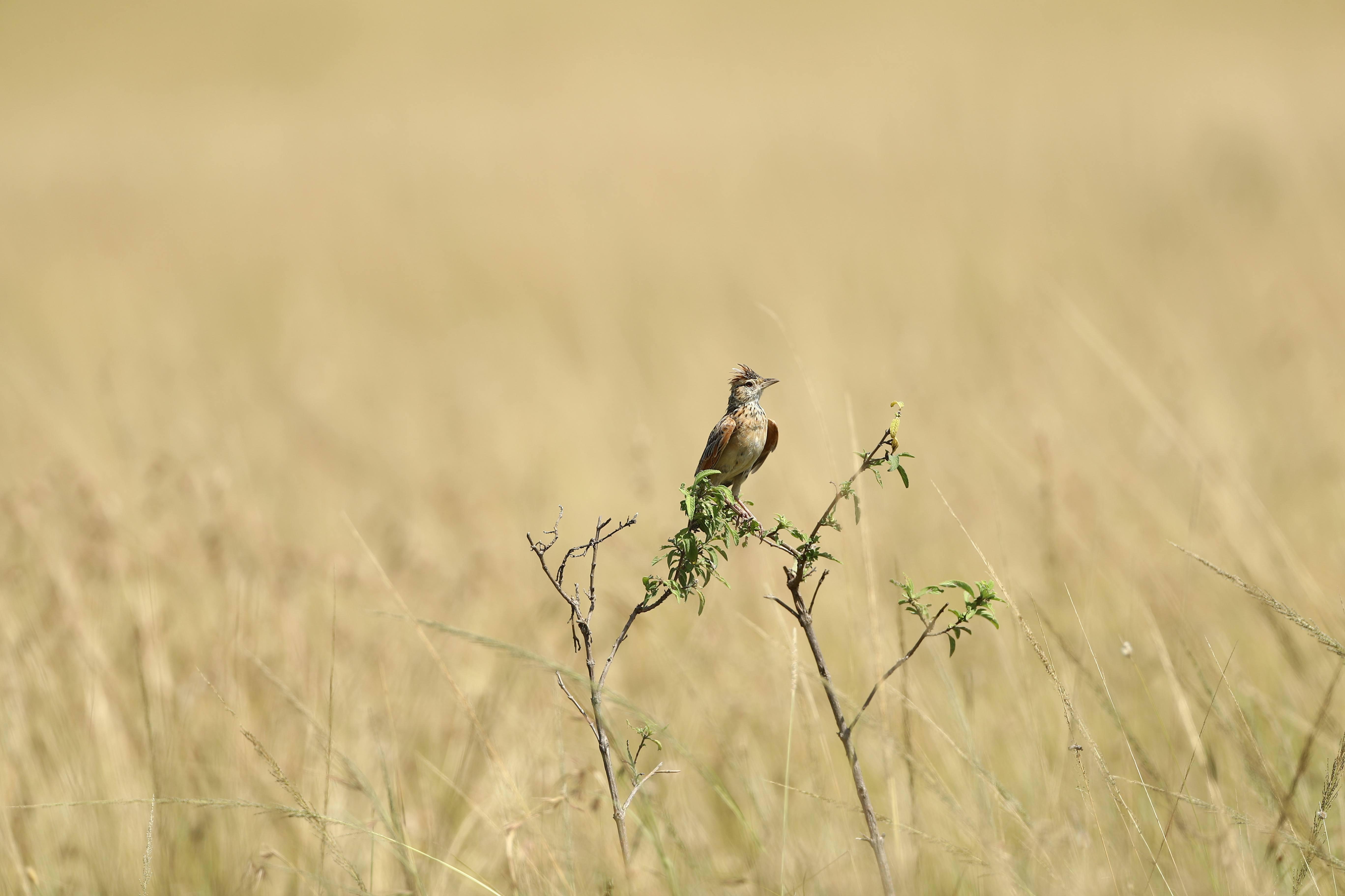 Red And Blue Buntings · Free Stock Photo