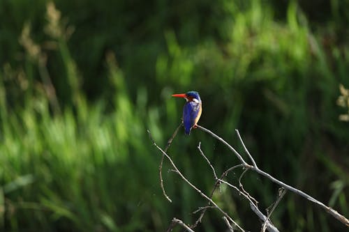 A Kingfisher Perched on a Branch 