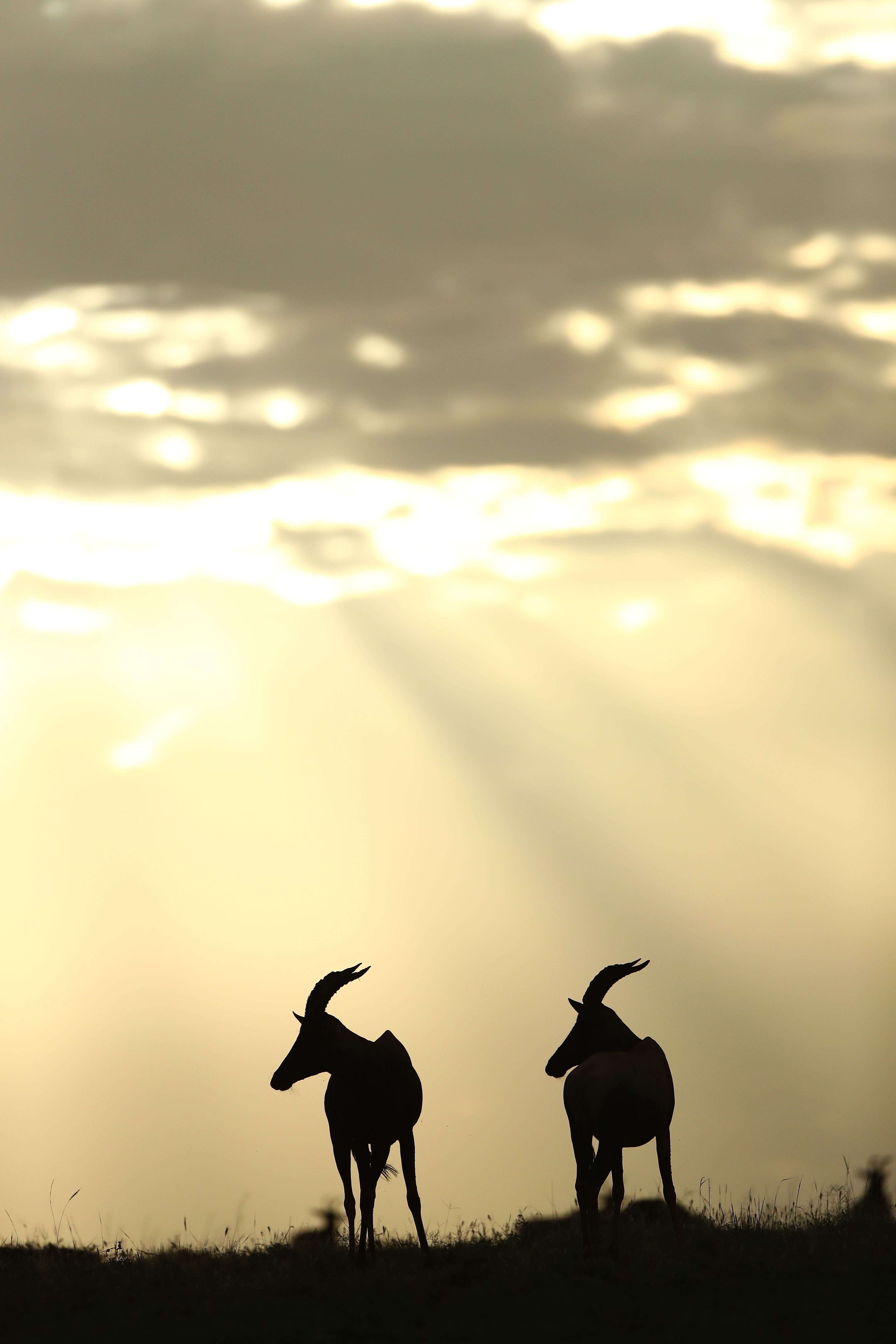 Antelopes silhouetted against a dramatic Masai village sunset in Kenya.