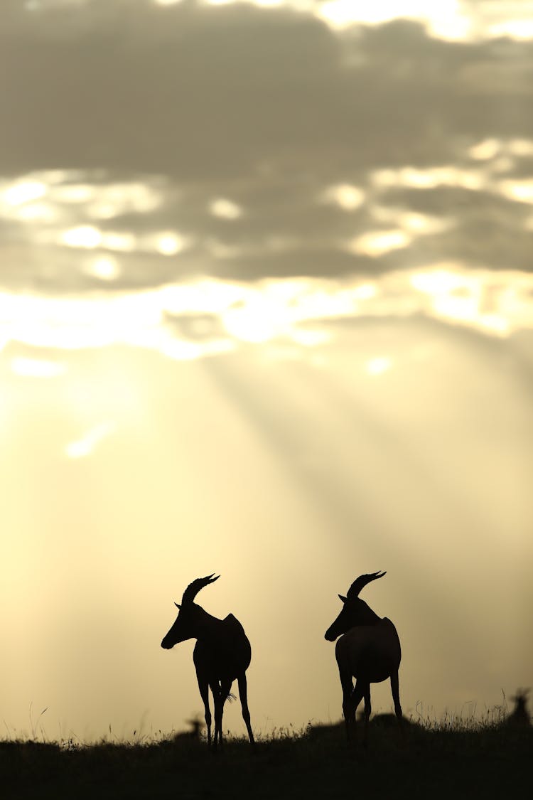 Silhouette Of Antelopes