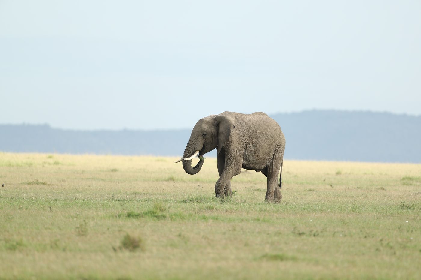 An African elephant walking across the open grassland of the Masai Mara, Kenya
