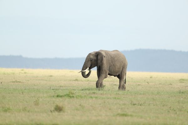 Return flights to Nairobi from Amsterdam starting from €436