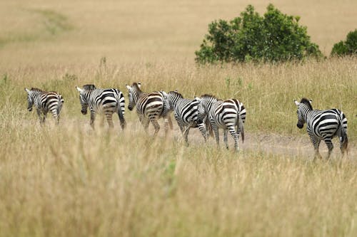 Free Herd of Zebra Walking on Grassland Stock Photo