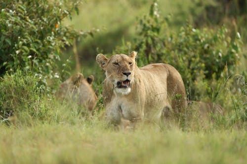 動物攝影, 大貓, 母獅 的 免費圖庫相片
