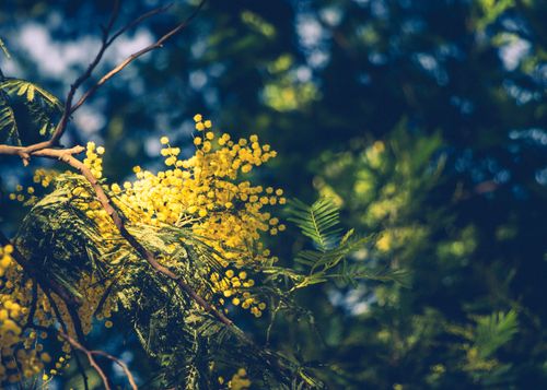 Free Beautiful golden yellow blossoms thriving amidst lush greenery in Almora, India. Stock Photo