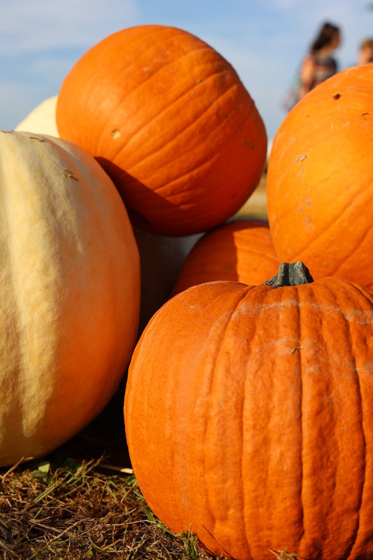 A Bunch Of Large Orange Pumpkins 