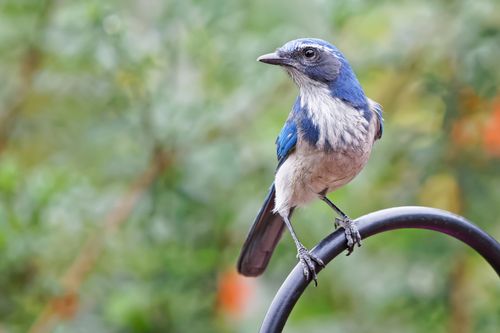 Free Close-up of a California Scrub Jay perched on a metal hoop with a soft green background. Stock Photo