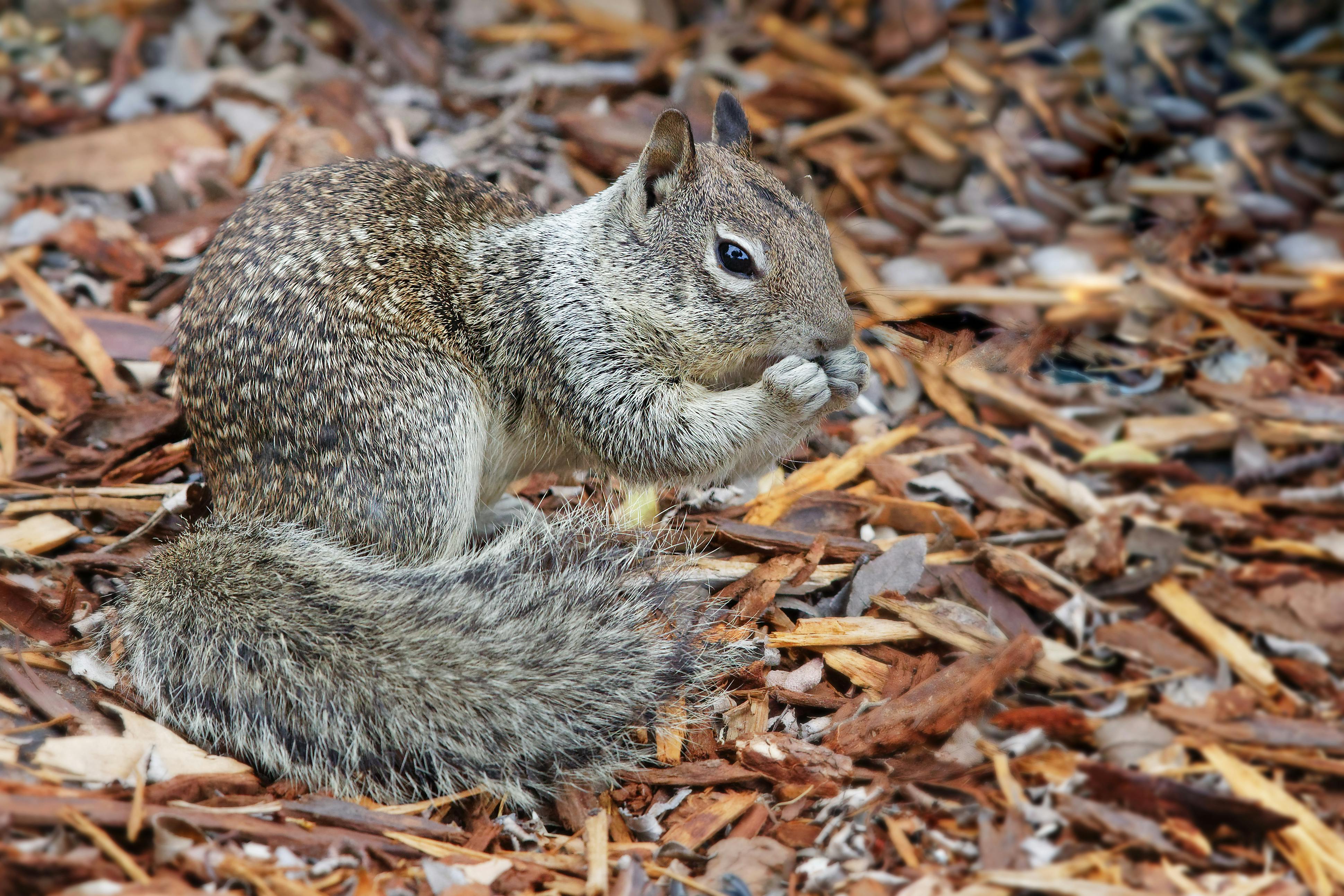 Ground Squirrel on the Ground · Free Stock Photo