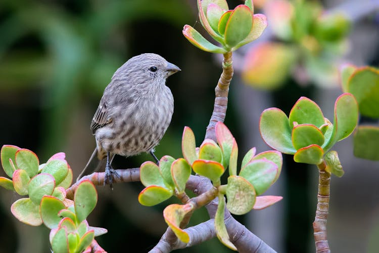 Plumbeous Sierra Finch Bird On Tree Branch