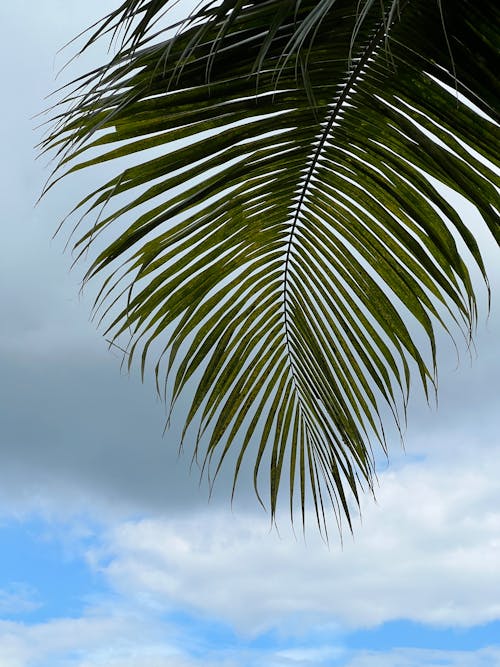 Green Palm Tree Under White Clouds and Blue Sky
