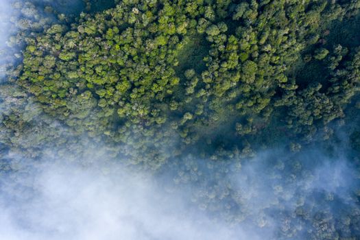 Stunning aerial view of a dense green forest blanketed by morning fog.