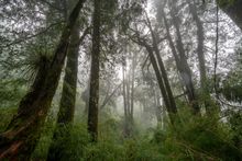 Towering trees in dense fog — photo by Max Parada on Pexels