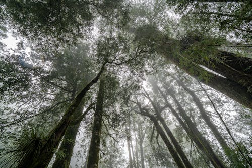 무료 나무, 로우앵글 샷, 숲의 무료 스톡 사진