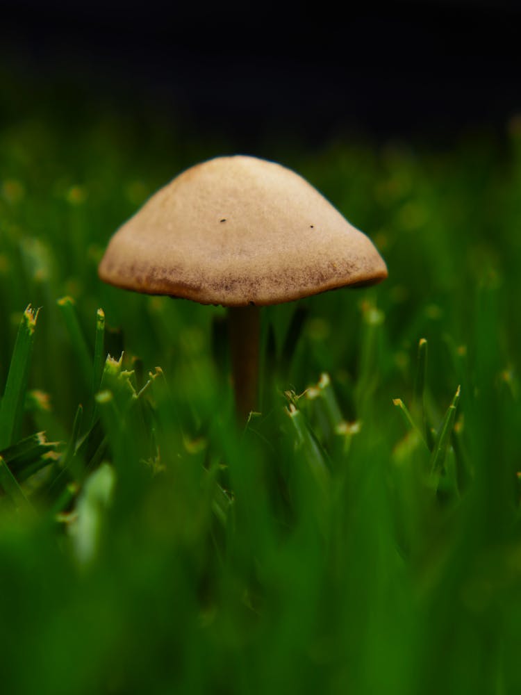 Brown Mushroom On Green Grass