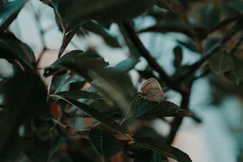 Fotografía Macro De Mariposa Marrón