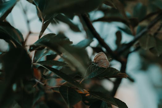 一只宁静的蝴蝶优雅地停落在花园郁郁葱葱的绿叶树枝上