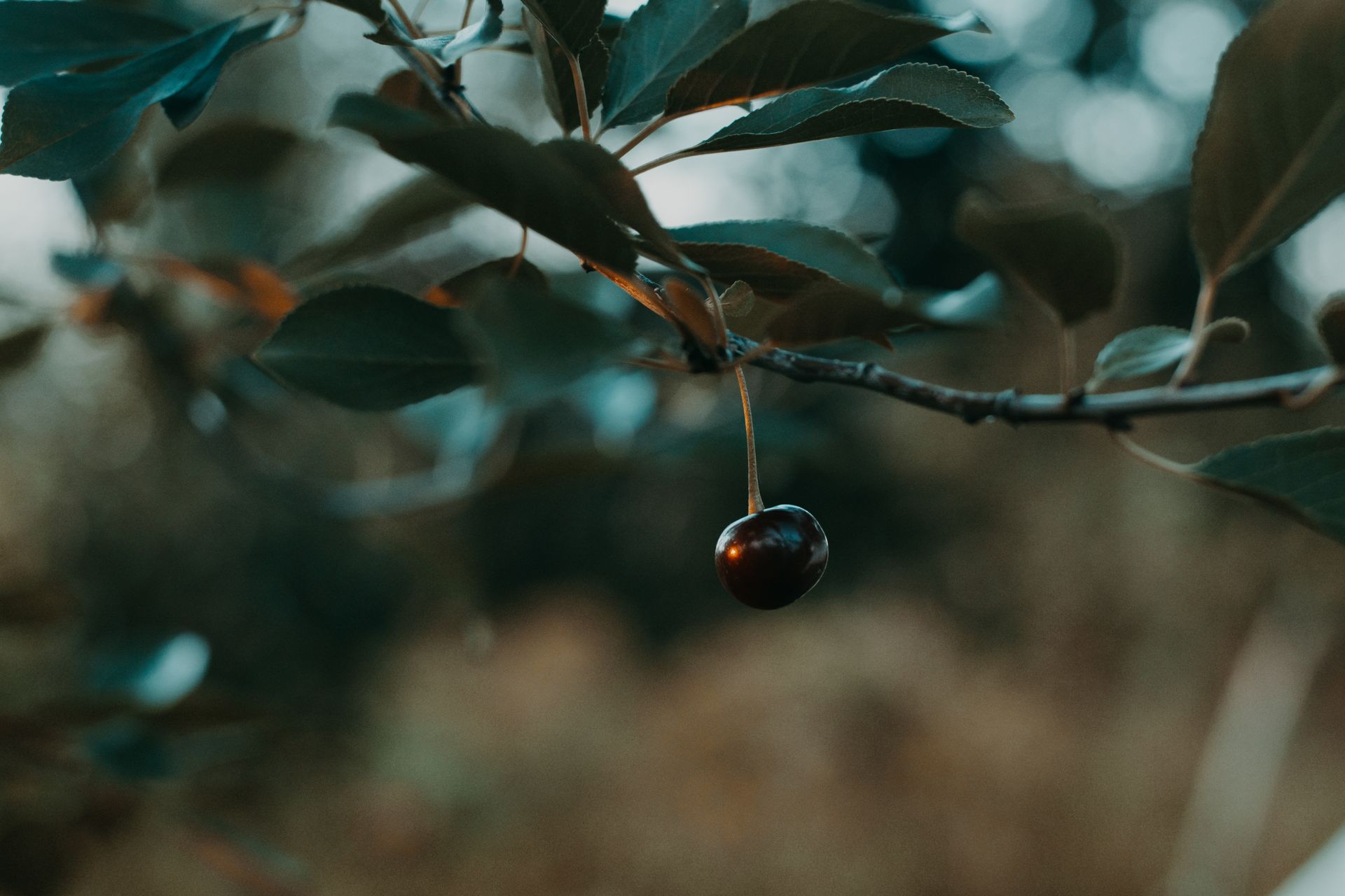 A single black cherry hangs delicately from a branch amidst blurred garden foliage.