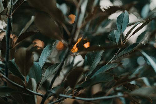 Free Explore the depth and detail of green leaves with a moody, bokeh background in this close-up nature photograph. Stock Photo