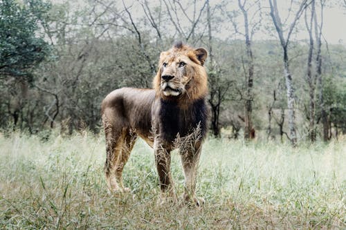 Lion in Grass in Wild Nature