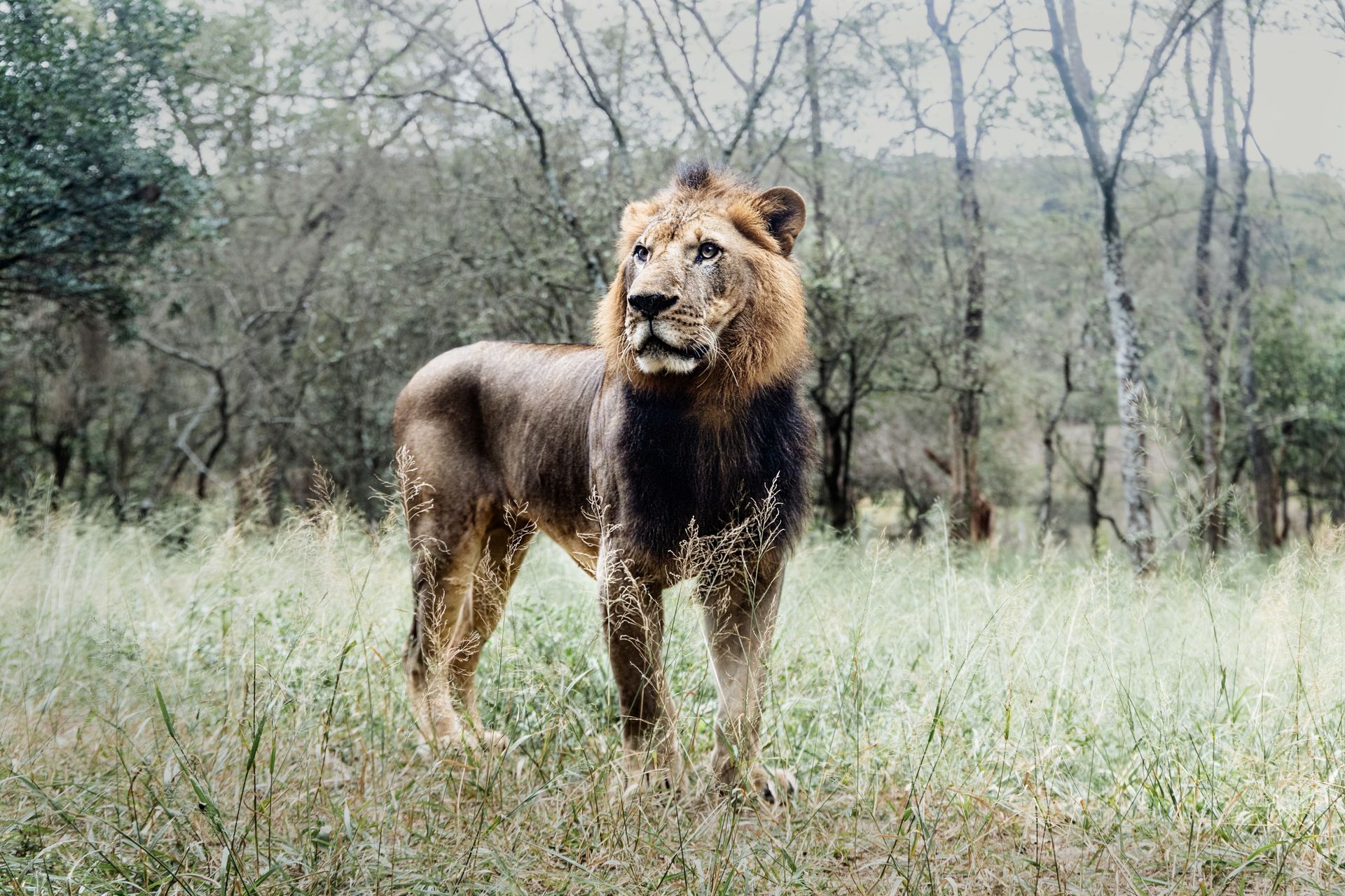 Lion in Grass in Wild Nature