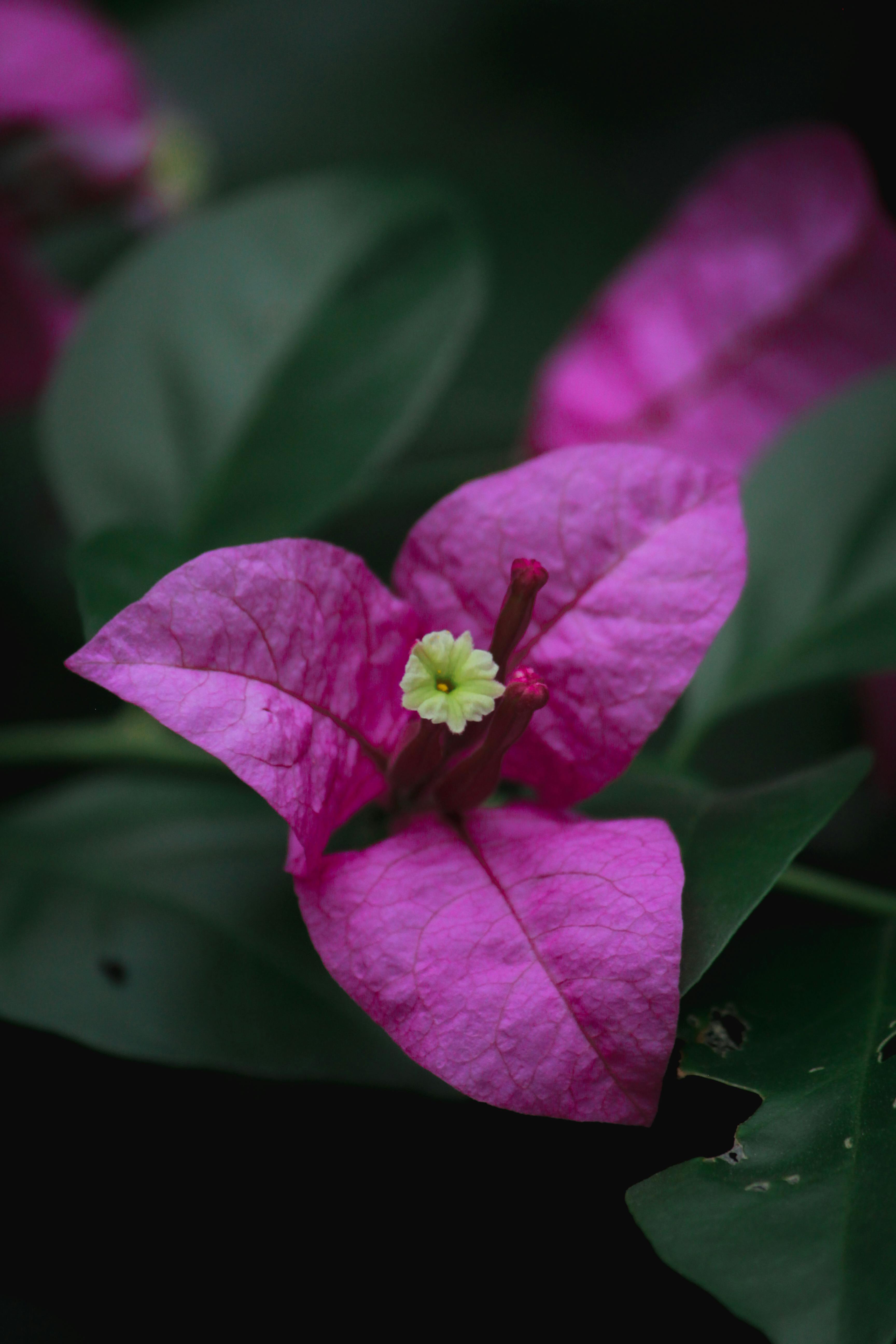 2,400+ Fuchsia Bougainvillea In The Garden Stock Photos, Pictures &  Royalty-Free Images - iStock