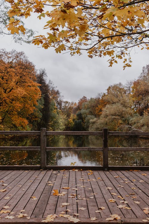 Foto d'estoc gratuïta de arbres, caure, cos d'aigua