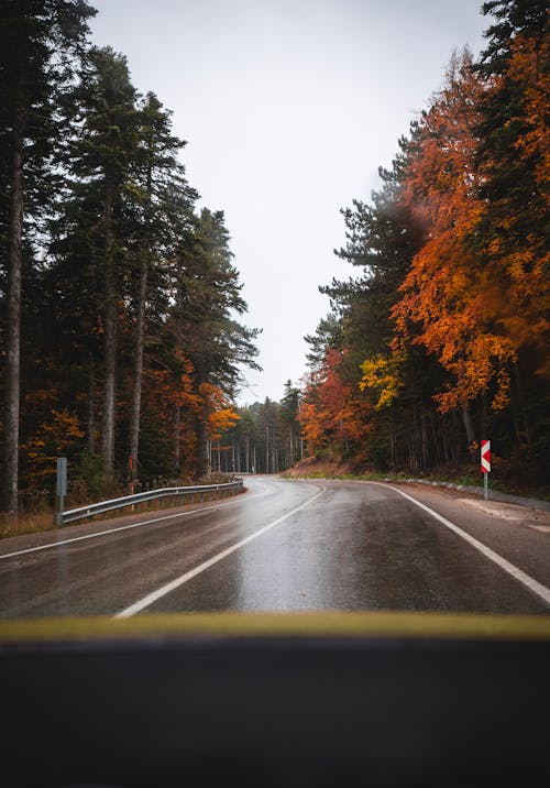 Empty Road in Between Trees