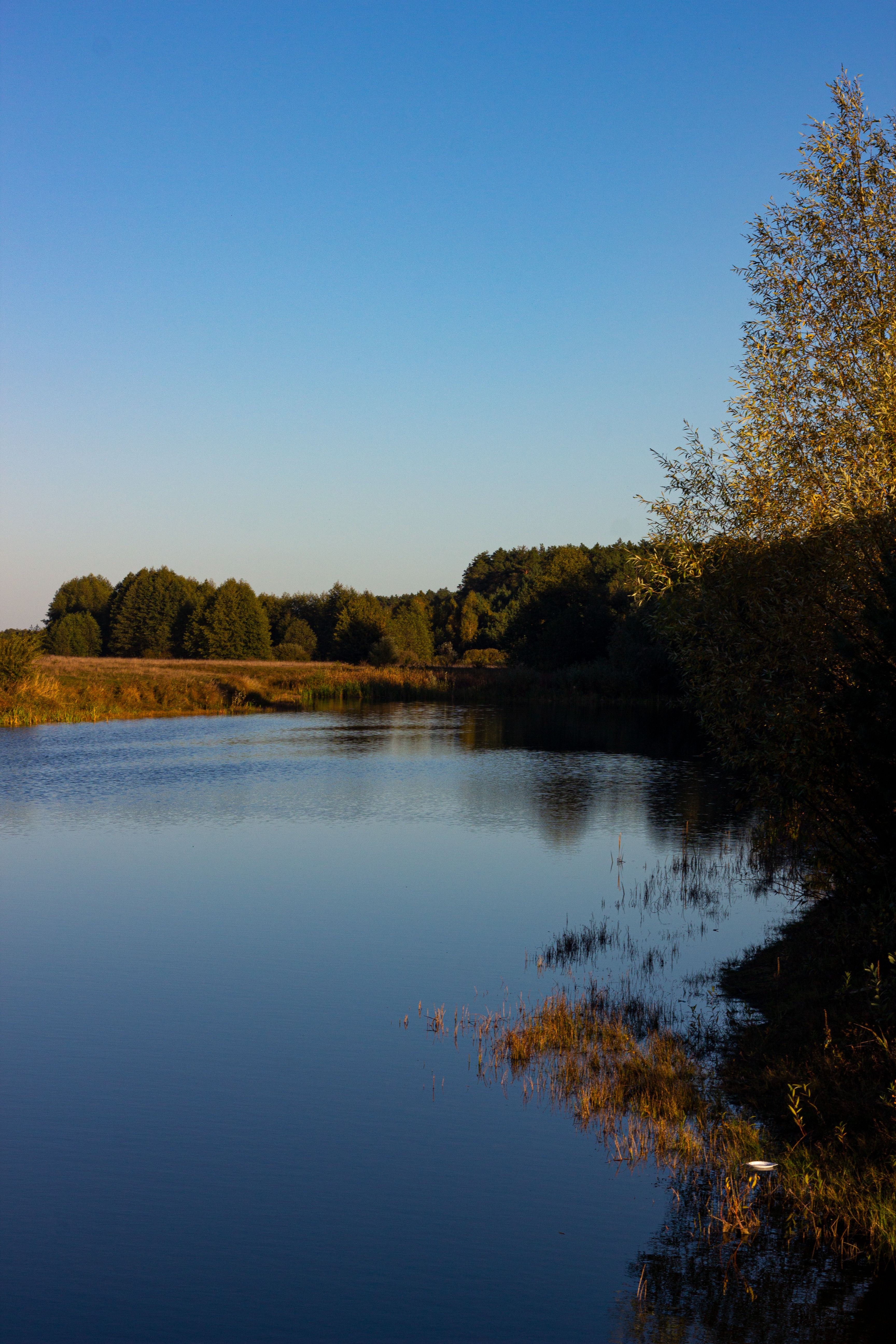 Green Trees Beside River Under Blue Sky · Free Stock Photo